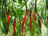 red chili