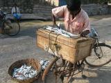 impiliddi fisherman