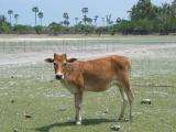 cow in velanai