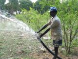 watering plants