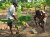 agriculture workers