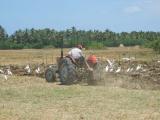 plowing fields