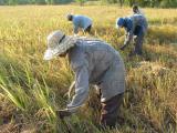 field workers