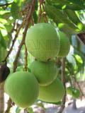 green mangoes