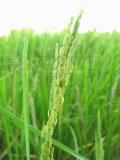 rice grains