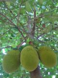 jackfruit