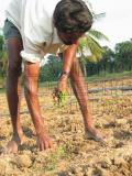 agriculture workers